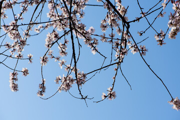 Peach blossoms in full bloom against a background of blue sky and woods in spring