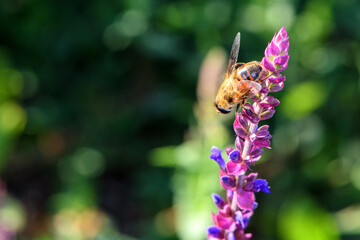 Aphid flies and bees forage for honey on flowers