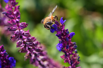 Aphid flies and bees forage for honey on flowers