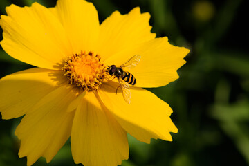 Aphid flies and bees forage for honey on flowers