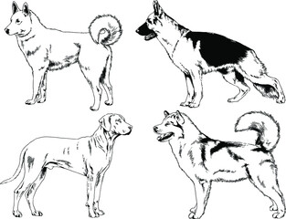 vector drawings sketches pedigree dogs and cats  drawn in ink by hand , objects with no background