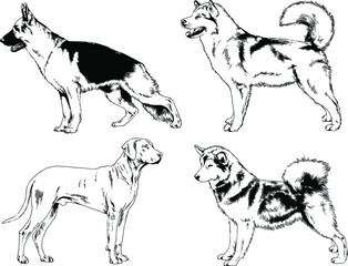 vector drawings sketches pedigree dogs and cats  drawn in ink by hand , objects with no background