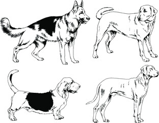 vector drawings sketches pedigree dogs and cats  drawn in ink by hand , objects with no background