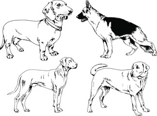 vector drawings sketches pedigree dogs and cats  drawn in ink by hand , objects with no background