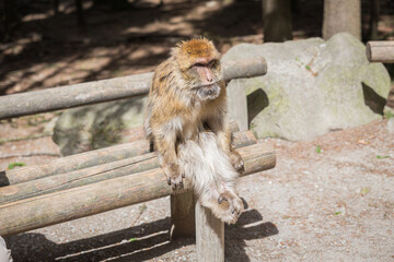 monkey zoo primate park makake