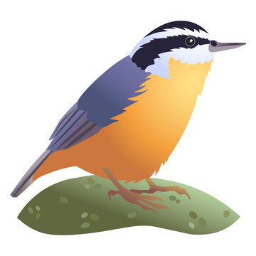 recommend clip art: Realistic vector illustration of Red-breasted nuthatch bird standing on green moss meadow. Winter bird drawing. Ornithological illustration.
