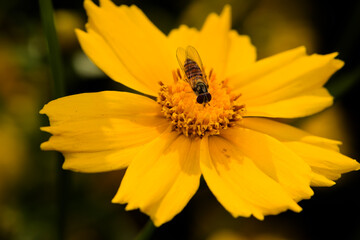 Aphid flies and bees forage for honey on flowers