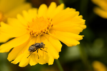 The spot-eyed hoverfly feeds on flowers