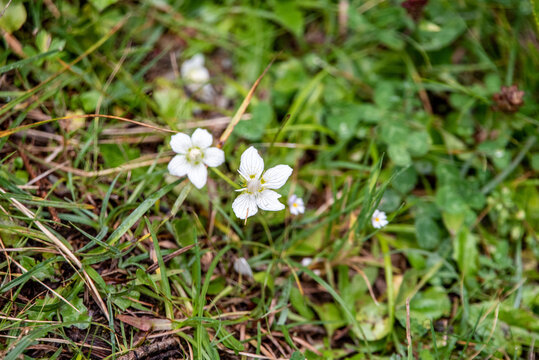 Marsh grass of Parnassus in the blooming in the alps