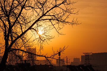 A close-up of tree branches silhouetted against the early morning sunrise