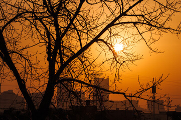 A close-up of tree branches silhouetted against the early morning sunrise