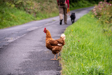 Passing a free hen during a hike in the Austrian alps