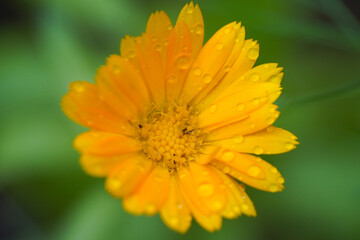 Calendula yellow orange flower after rain . close up view macro closeup. High quality photo