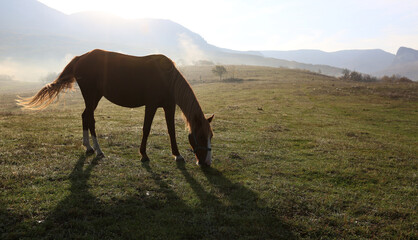 The horse grazes freely in a meadow on a high-mountainous hill
