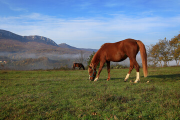 Fototapeta na wymiar Horses graze freely on a sunny morning in a meadow on a high mountain hill