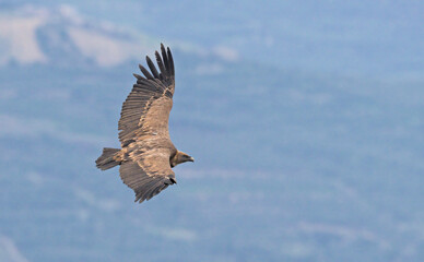 Griffon Vulture (Gyps fulvus), Crete, Greece