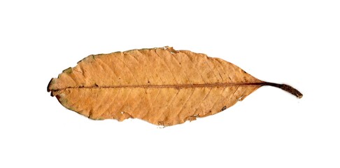 autumn dry leaf isolated on white background