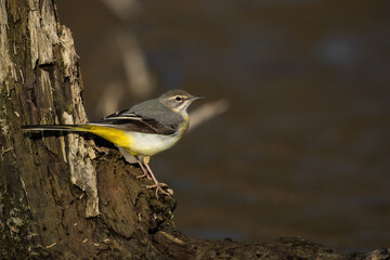 Grey wagtail, motacilla cinerea, sitting on trunk next to water with copyspace. Small grey bird with yellow belly looking on shore. Little color animal looking on wood with space for text.