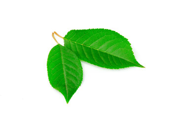 Two green leaves isolated on white background