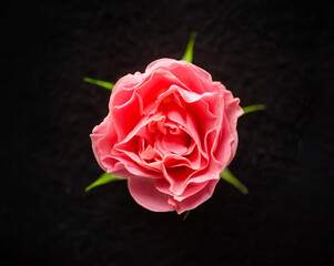 One flower on black background. On black background.