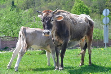 a calf drinking milk from a cow