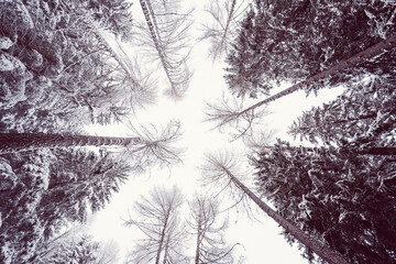 Snowy scene in the woods