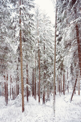 Snowy scene in the woods