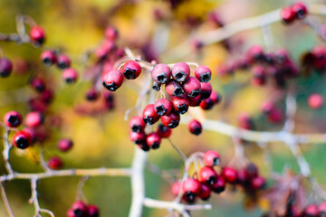 berries of a rose