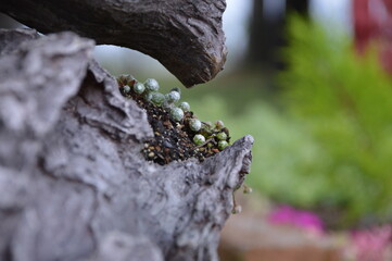 木の隙間の多肉植物