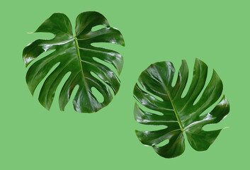 Top veiw, Bright fresh two monstera leaf isolated on green background for stock photo or advertisement, Genus of flowering plants
