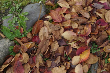 たんぽぽと落ち葉