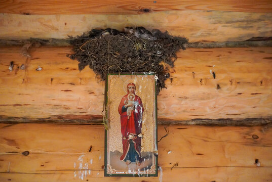 Swallow chicks in a bird nest on an icon in an Orthodox wooden church or chapel. dung and bird shit. High quality photo