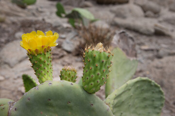 Flowers from Peru. Flowers in the desert. Cactus