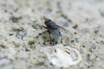 fly on the leaf