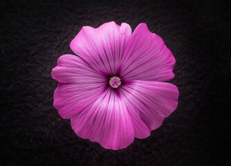 Top view of a flower on black background. For design. Nature.