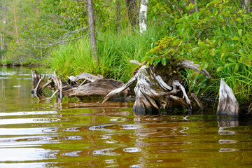 The shore of a forest lake with clear water and sand. Roots of trees and shrubs. Summer in the forest. High quality photo