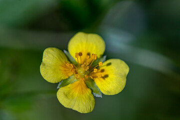 Potentilla erecta flower in meadow, close up	