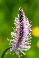 Obraz premium Plantago media flower in meadow, close up 