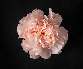 Studio shot of flower on black background. View above.