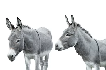Zelfklevend Fotobehang two donkey isolated on white background © fotomaster