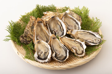 殻付き生牡蠣　(宮城県産)