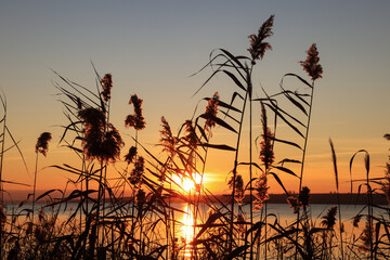 Fototapeta Beautiful reed plants near river at sunset obraz