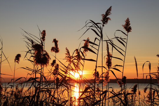 Beautiful reed plants near river at sunset