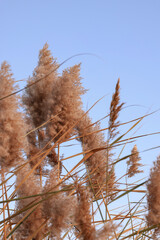 Beautiful reed plant against blue sky, closeup