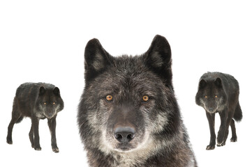 black canadian wolves  isolated on white background