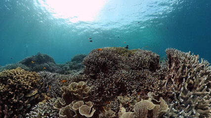 Tropical fishes and coral reef underwater. Hard and soft corals, underwater landscape.