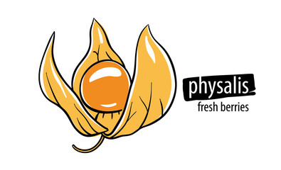 Drawn vector physalis on a white background