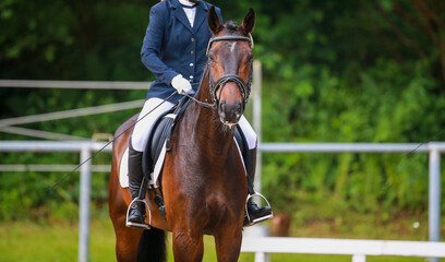 Dressage horse with rider, Oferd looks attentively into the camera..
