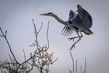 grey heron