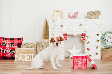 small jack russell dog sitting by presents red box over christmas decoration at home or studio. Christmas time, december, white background with lights